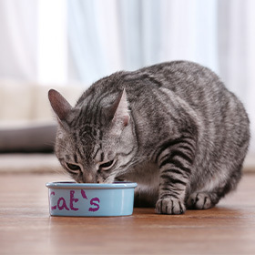 KEDİ