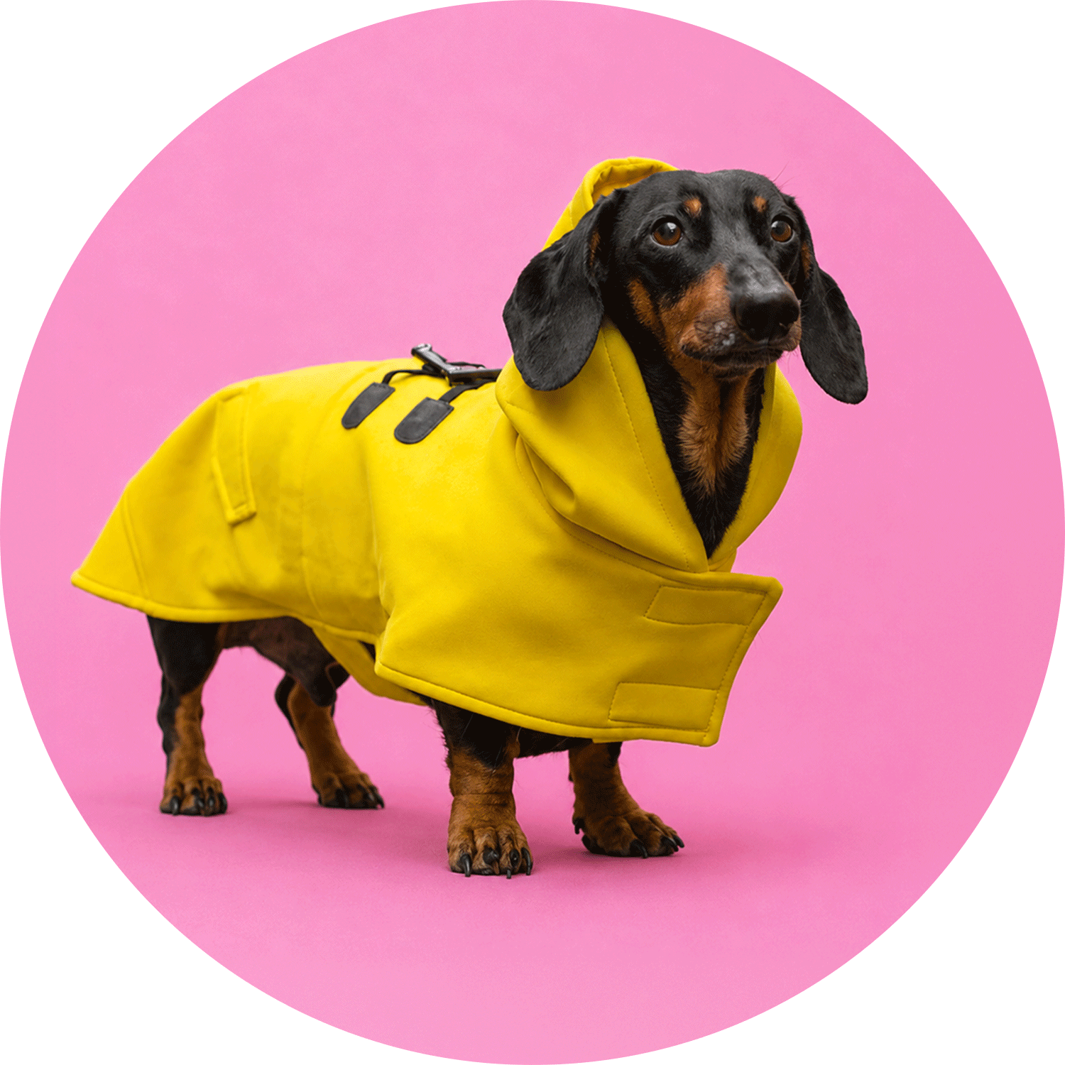 Köpek Montu