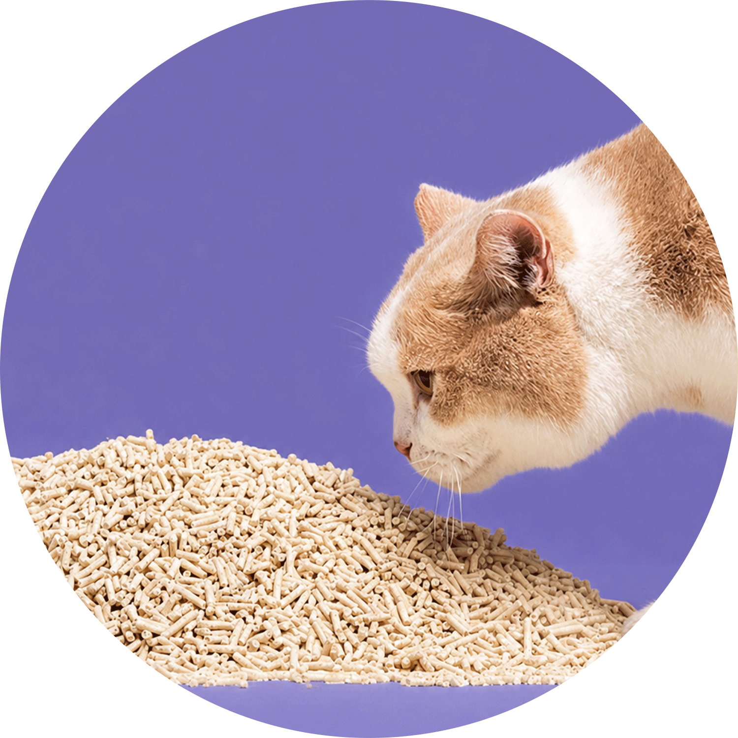 Kedi Kumu