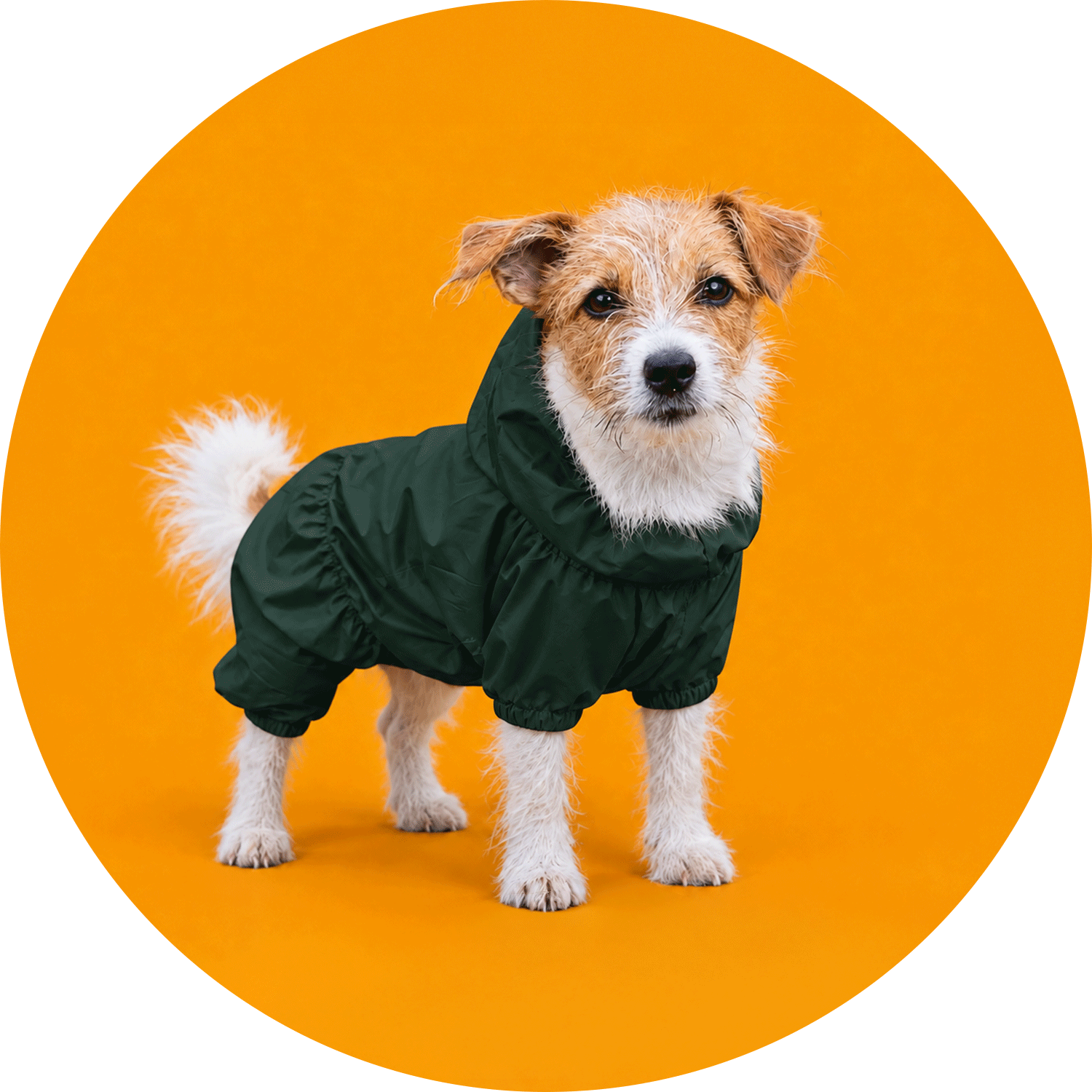 Köpek Yağmurluğu