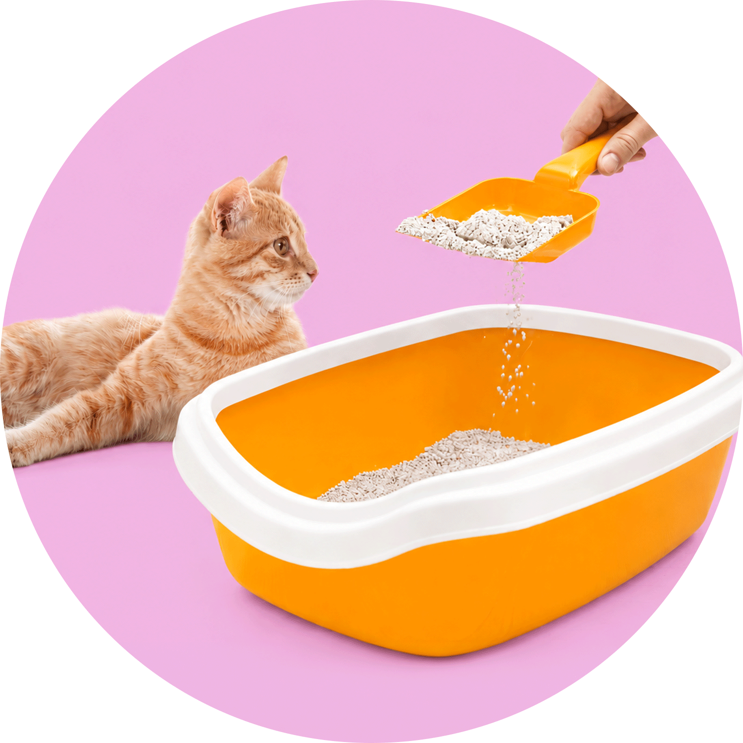 Kedi Kum Küreği