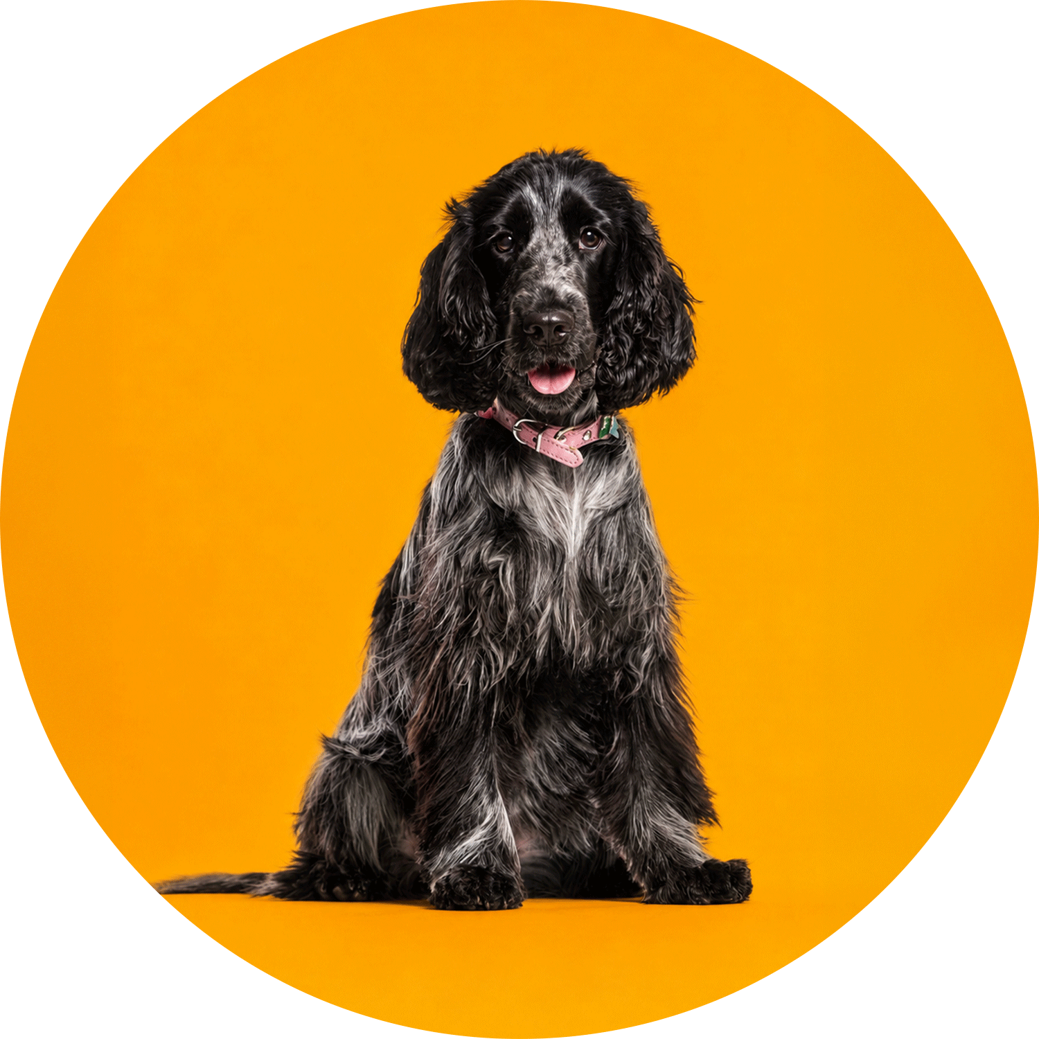 Köpek Boyun Tasması
