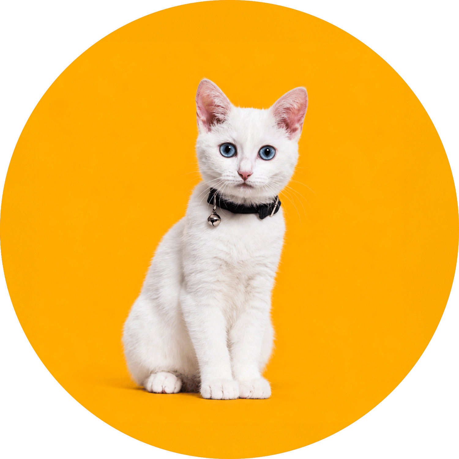 Kedi Tasması