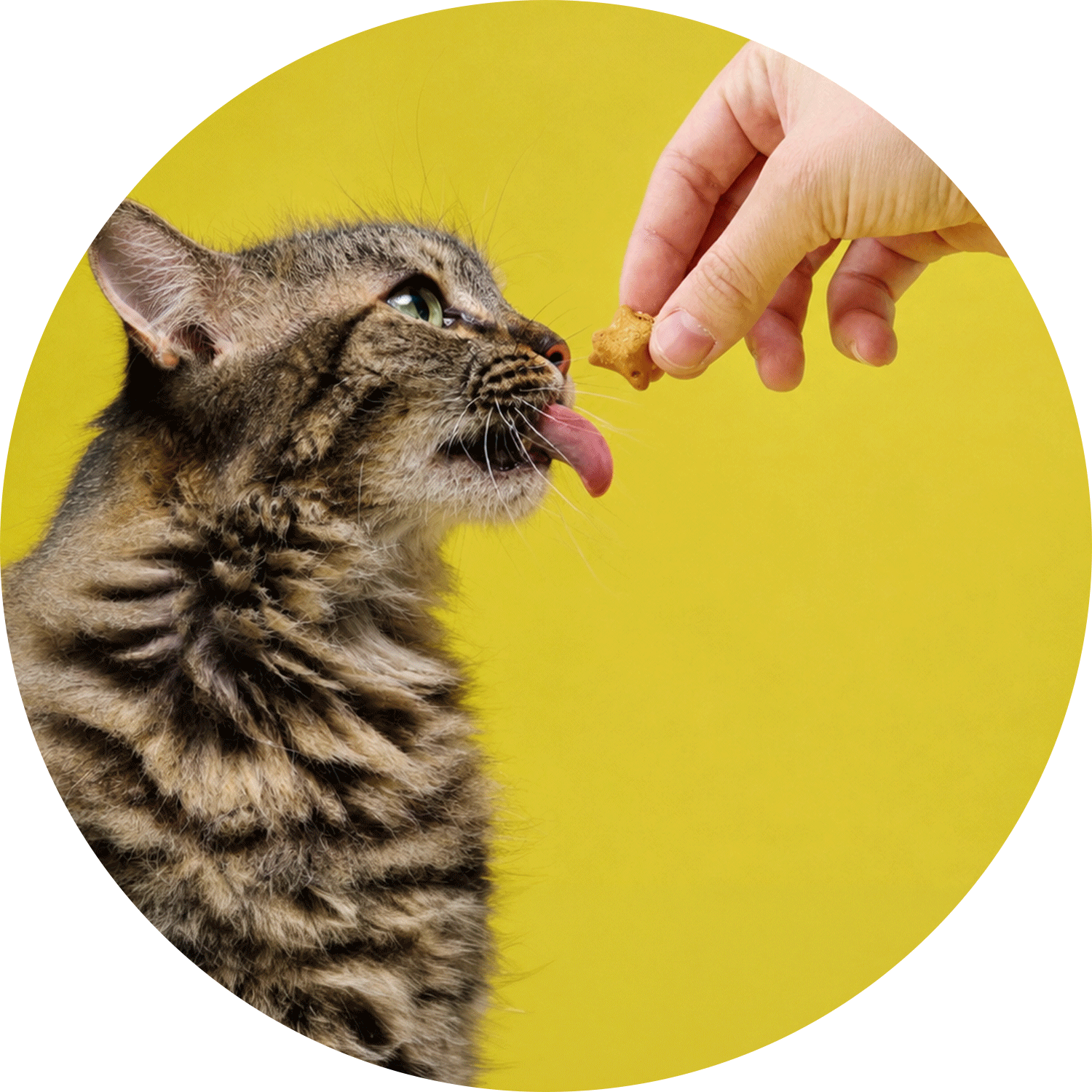 Kedi Ödül Maması