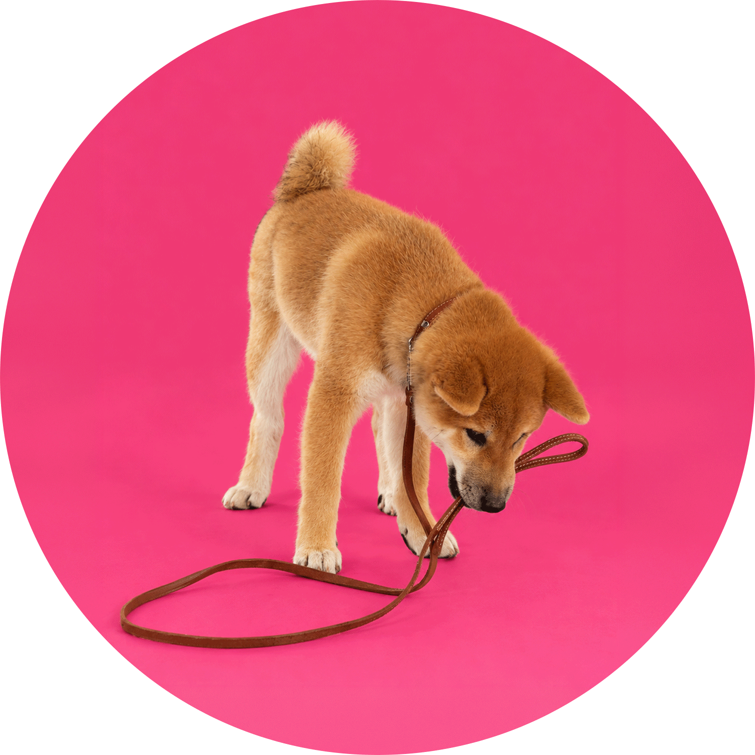 Köpek Gezdirme Kayışı