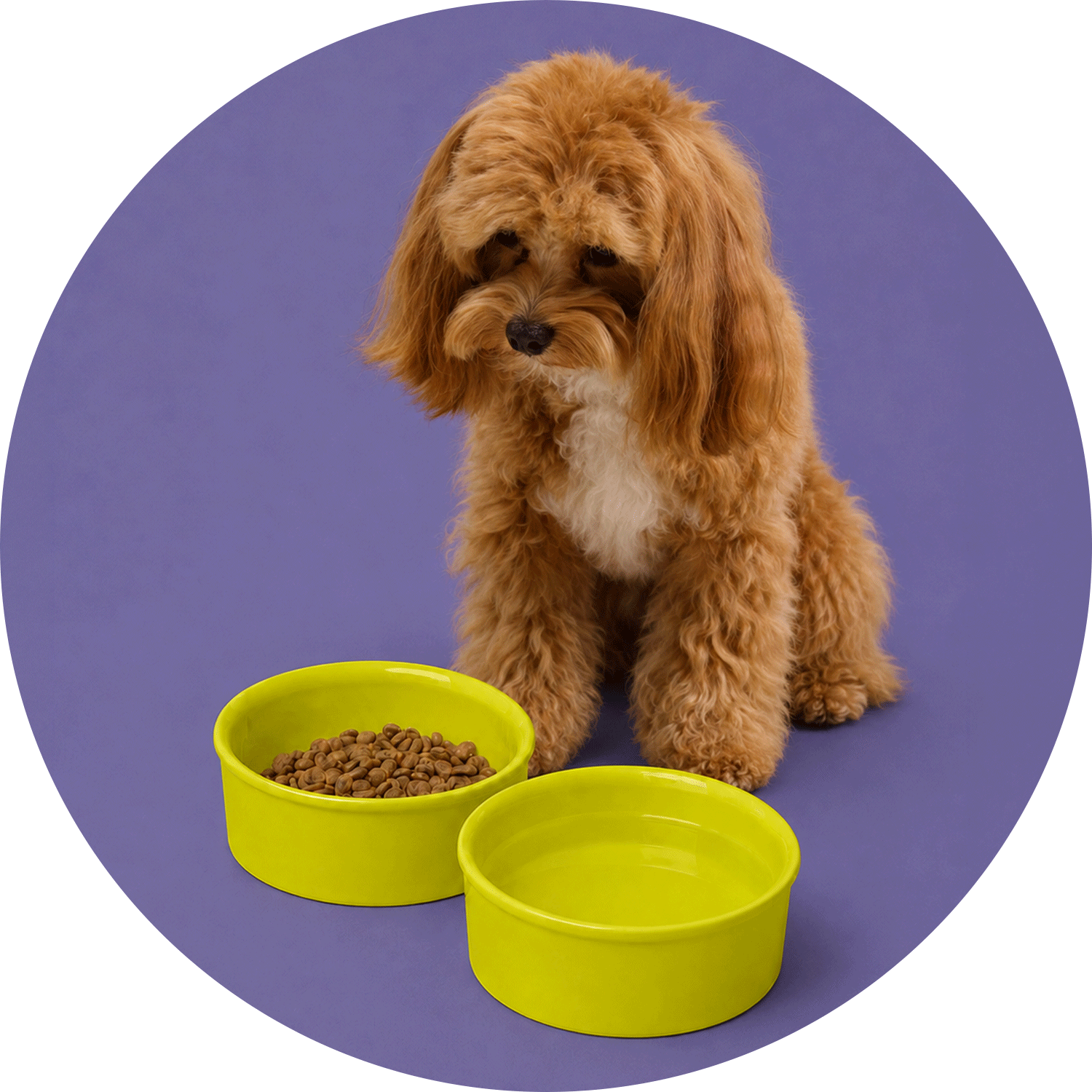 Köpek Mama & Su Kabı