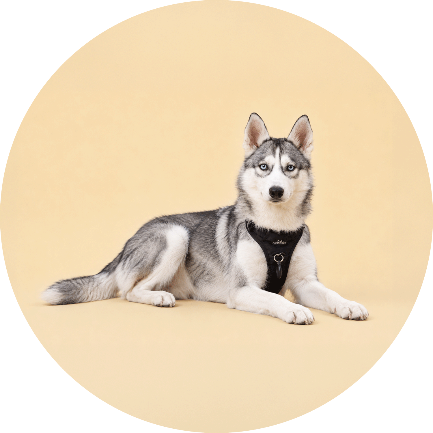 Köpek Göğüs Tasması