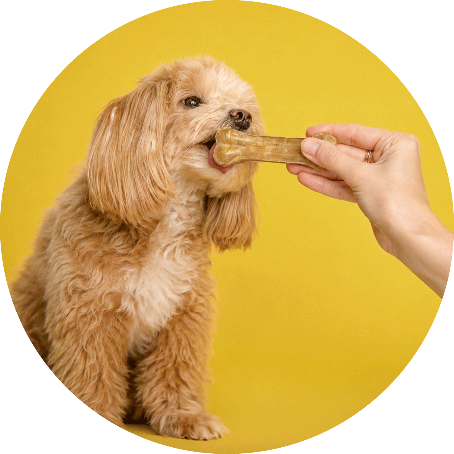 Köpek Ödül Maması
