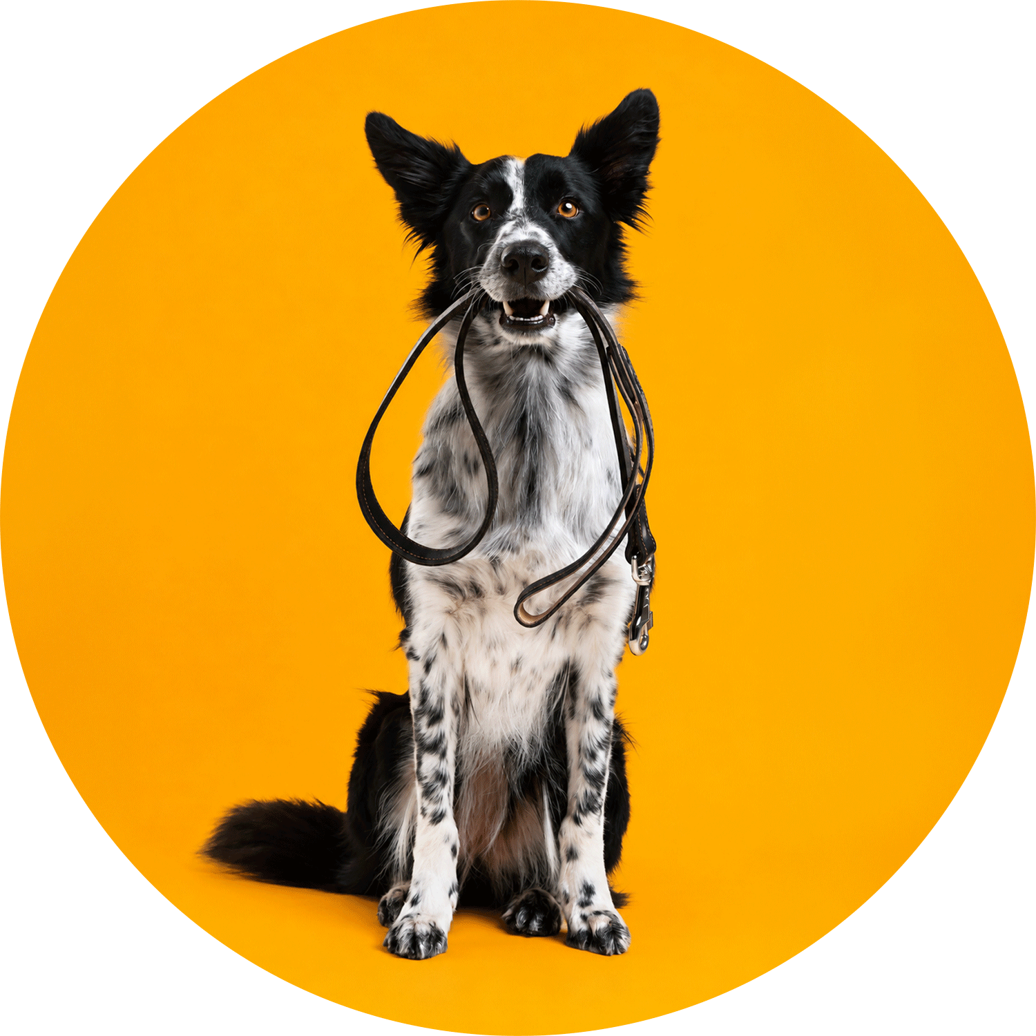 Köpek Gezdirme Ekipmanları