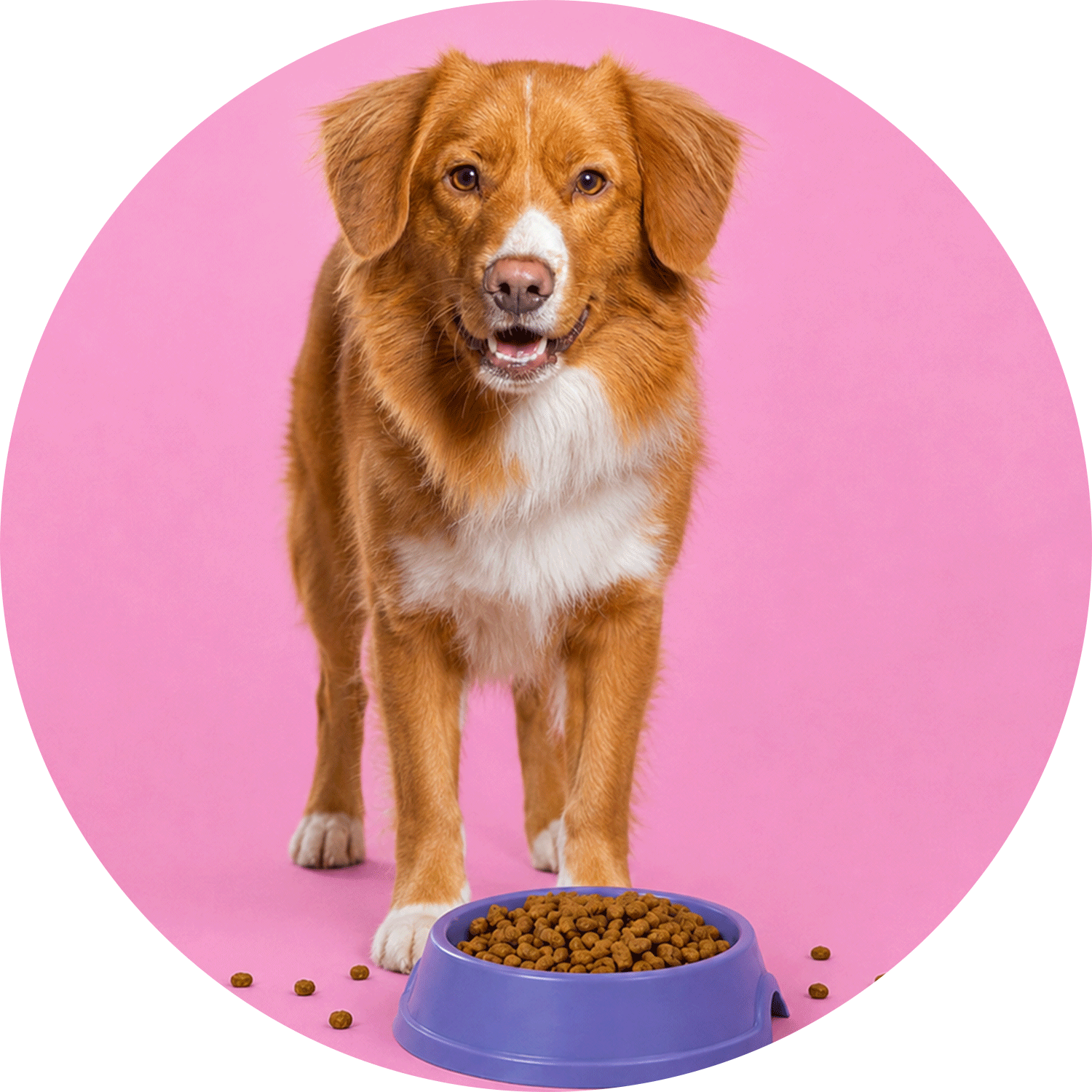 Kuru Köpek Maması