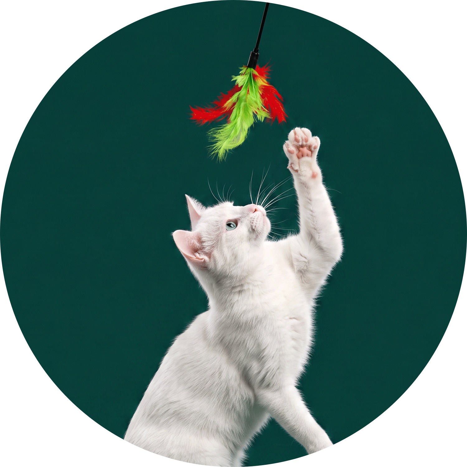 Kedi Oyuncağı