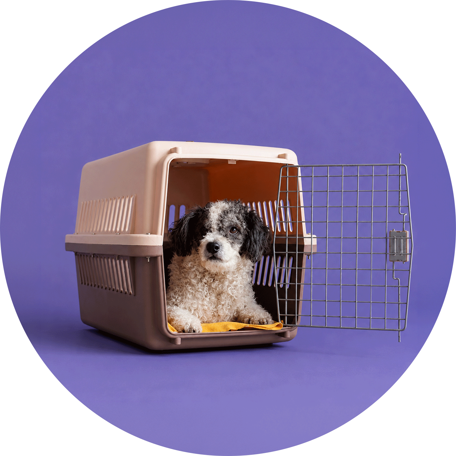 Köpek Taşıma Çantaları