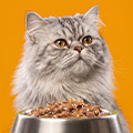 Kedi Konserve Mamaları