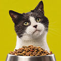 Kedi Kuru Mamaları