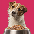 Köpek Konserve Mamaları