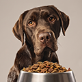 Köpek Kuru Mamaları