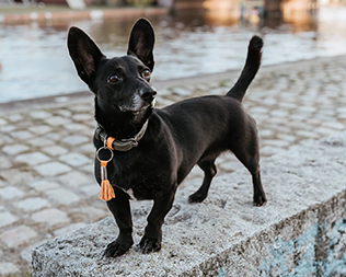 Köpek Tasmaları