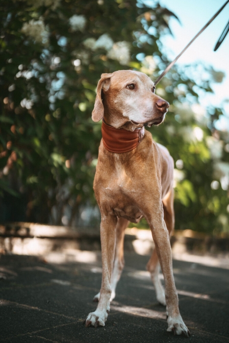 Hunter Köpek Boyun Tasması Collar Ergonomic Arvika Taba 45/S - 6
