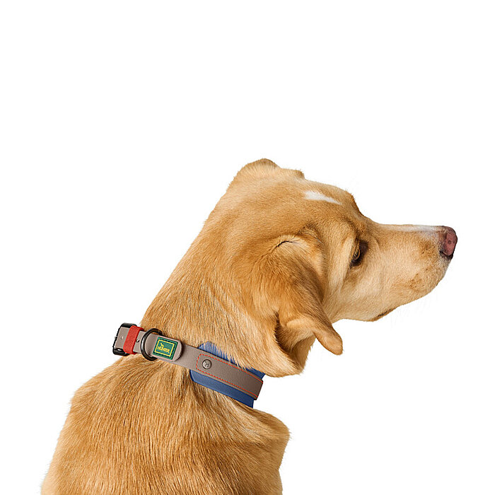Hunter Köpek Boyun Tasması Havanna Mavi 50/M - 4