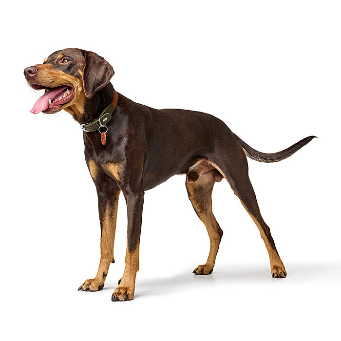 Hunter Köpek Boyun Tasması Lemvig Taba Yeşil 40/S - 4