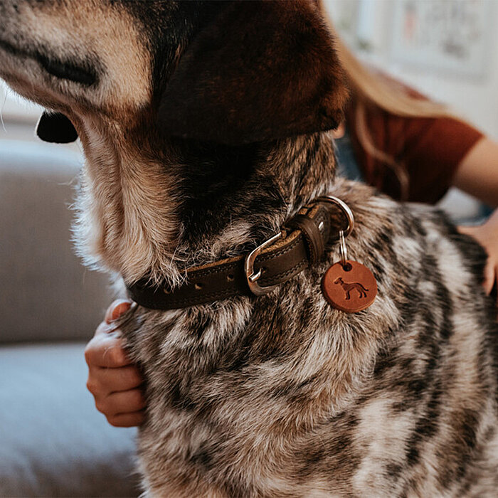 Hunter Köpek Boyun Tasması Lemvig Taba Yeşil 55/M - 6