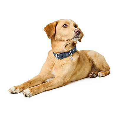 Hunter Köpek Boyun Tasması Malibu Lacivert 45/S2 - 5