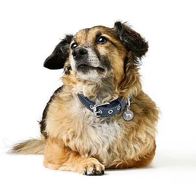 Hunter Köpek Boyun Tasması Malibu Lacivert 45/S2 - 6