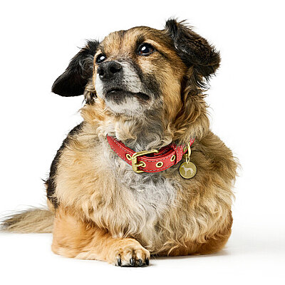 Hunter Köpek Boyun Tasması Malibu Mercan 45/S2 - 6