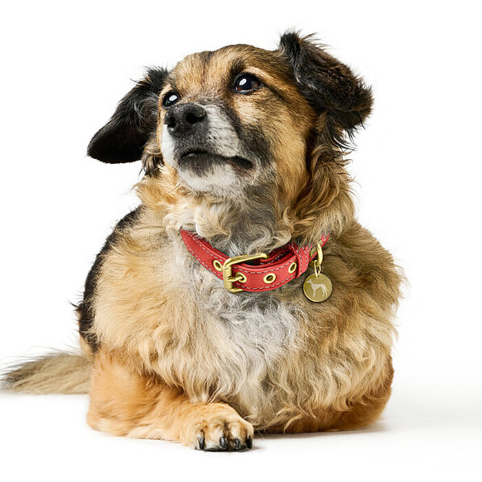 Hunter Köpek Boyun Tasması Malibu Mercan 45/S2 - 6