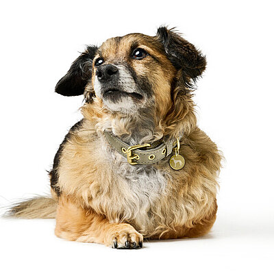 Hunter Köpek Boyun Tasması Malibu Yeşil 40/S1 - 5