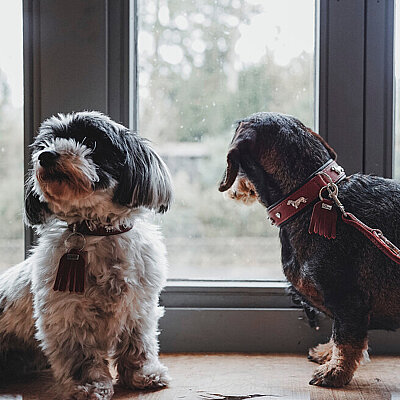 Hunter Köpek Boyun Tasması München Taba Siyah 30/XS - 6