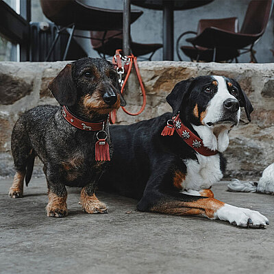 Hunter Köpek Boyun Tasması München Yeşil Taba 27/XXS-XS - 6