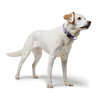 Hunter Köpek Boyun Tasması Neoprene VP Lila 35/S - 2