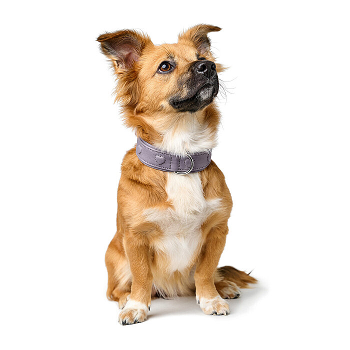 Hunter Köpek Boyun Tasması Soho X Love Gri S - 5