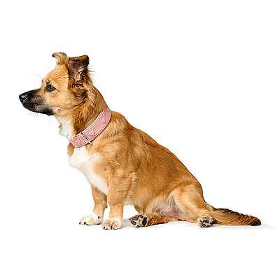 Hunter Köpek Boyun Tasması Soho X Love Pembe XS-S - 6