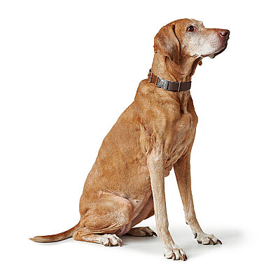 Hunter Köpek Boyun Tasması Wolmar Alu-Strong Kahve Taba 30-45/M - 6