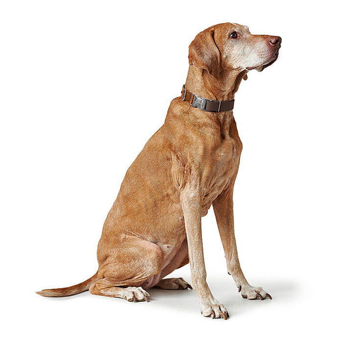 Hunter Köpek Boyun Tasması Wolmar Alu-Strong Kahve Taba 30-45/M - 6
