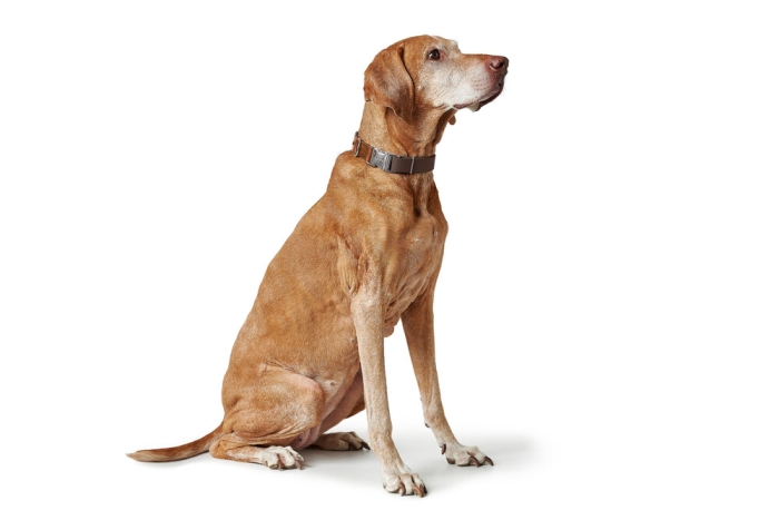 Hunter Köpek Boyun Tasması Wolmar Alu-Strong Kahve Taba 40-55/L