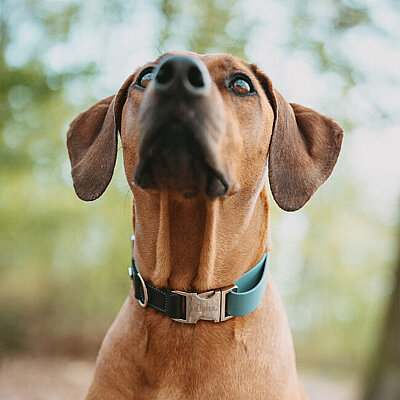 Hunter Köpek Boyun Tasması Wolmar Alu-Strong Mavi Siyah 30-45/M - 6