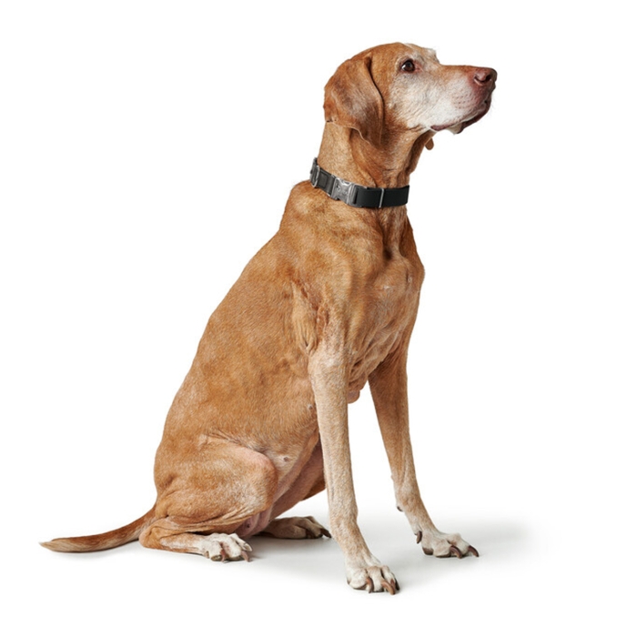 Hunter Köpek Boyun Tasması Wolmar Alu-Strong Siyah Gri 30-45/M - 6