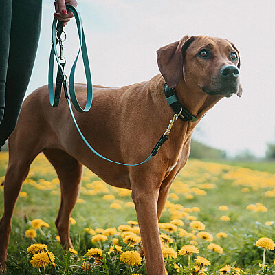Hunter Köpek Gezdirme Kayışı BioThane® x leather Mavi Siyah - 5