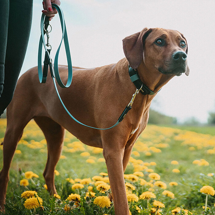 Hunter Köpek Gezdirme Kayışı BioThane® x leather Mavi Siyah - 5