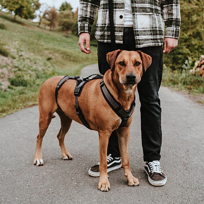 Hunter Köpek Gezdirme Kayışı Maldon Gri Siyah - 4