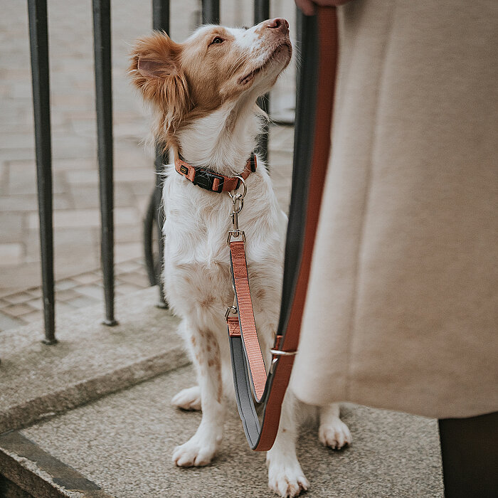 Hunter Köpek Gezdirme Kayışı Neopren Turuncu Gri - 4