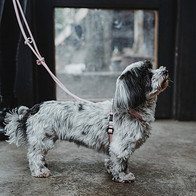 Hunter Köpek Gezdirme Kayışı Soho Pembe - 6
