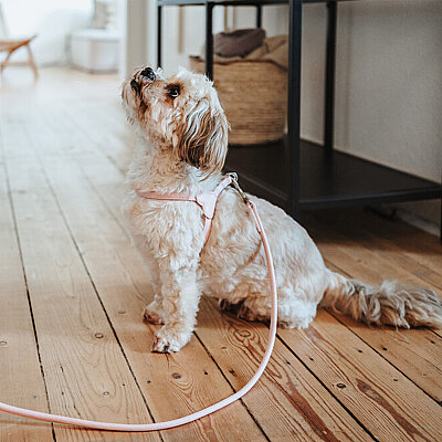 Hunter Köpek Gezdirme Kayışı  Soho Round Mini Pembe 6/140 - 5