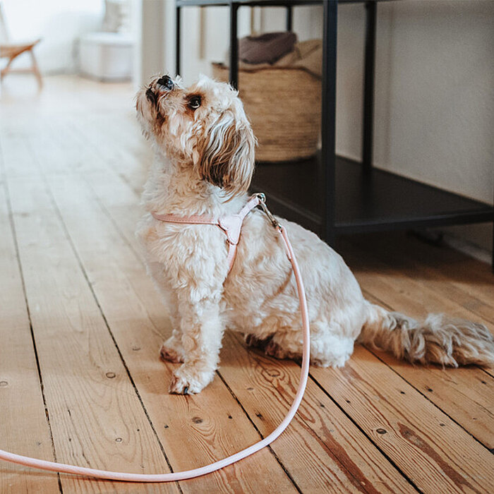 Hunter Köpek Gezdirme Kayışı  Soho Round Mini Pembe 6/140 - 5