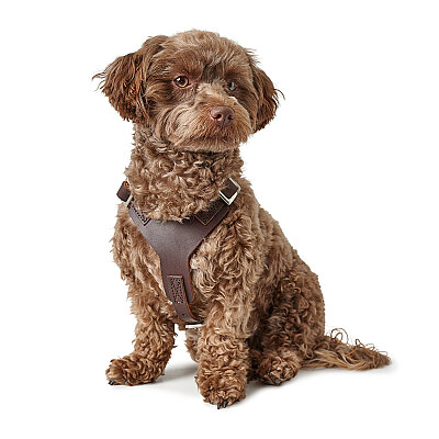 Hunter Köpek Göğüs Tasması Harness Aalborg Kahve 36-50/XS - 5