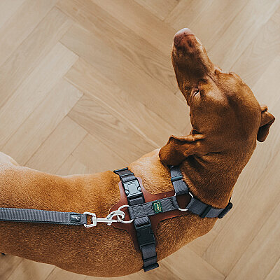 Hunter Köpek Göğüs Tasması Harness Aalborg Mixed Taba Gri 38-51/XS-S - 5