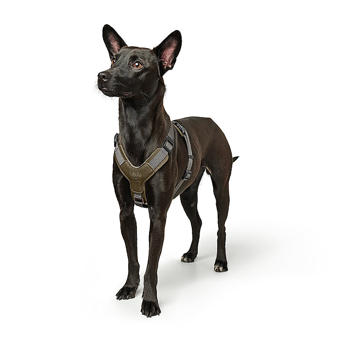 Hunter Köpek Göğüs Tasması Harness Aalborg Mixed Yeşil Gri 38-51/XS-S - 6